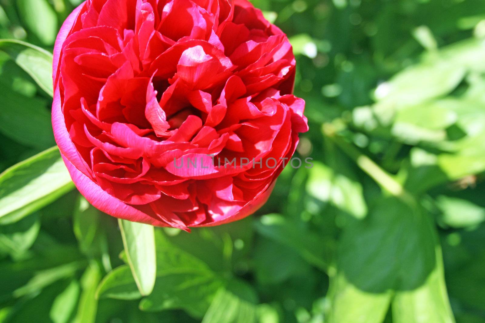 pretty red peont flower