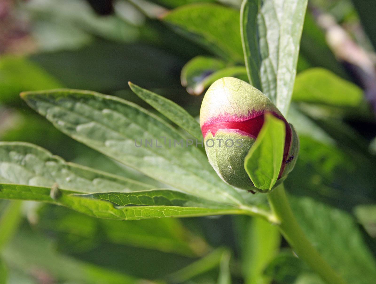 red peony still in bud