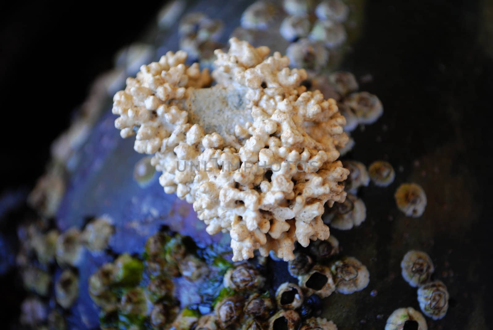 Coral and balanidae on rock.