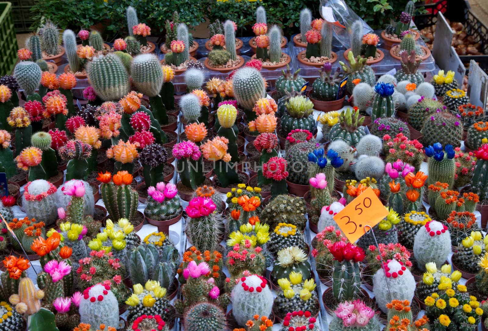 a group of colored cactus in holland