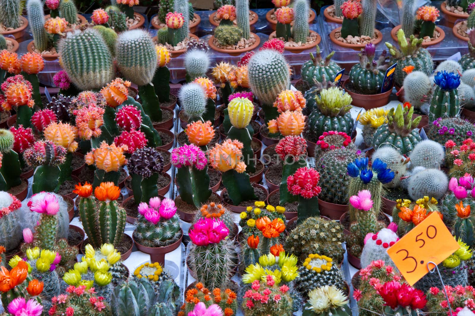 a group of colored cactus in holland
