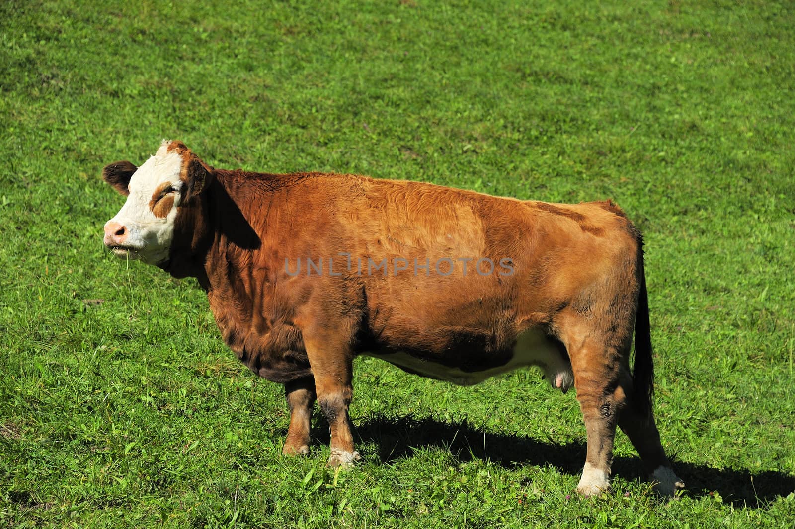 Hereford heifer, chewing grass, against a green background
