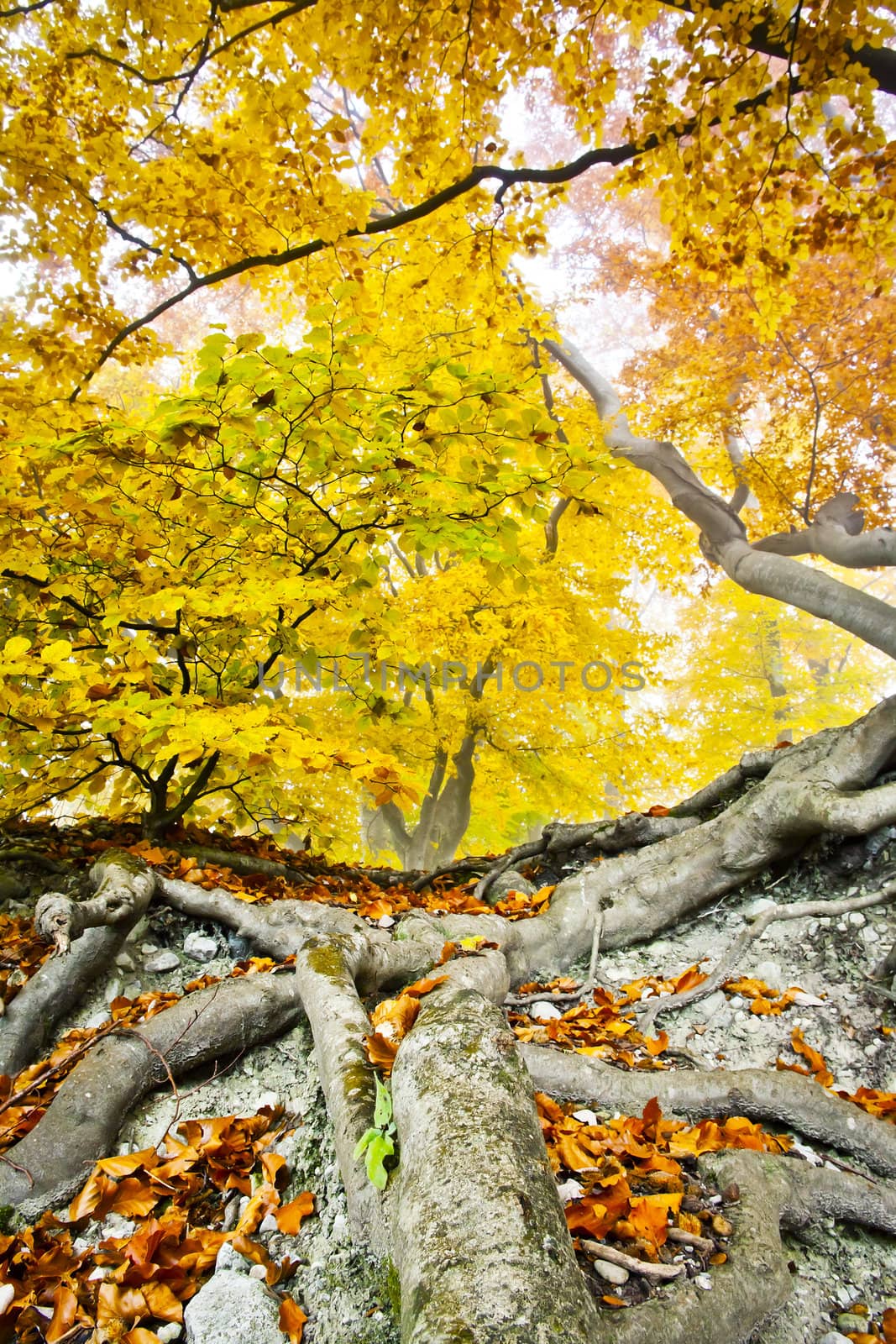 yellow autumn forest by magann