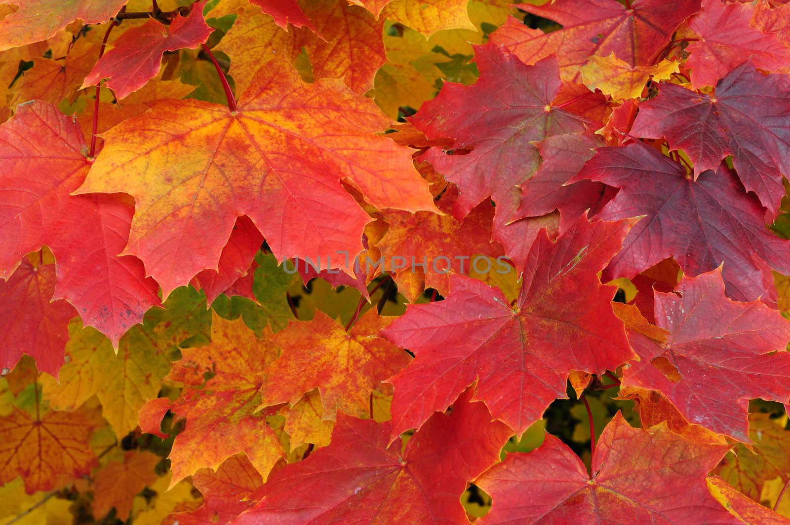Close up of maple leaves in autumn by Bateleur