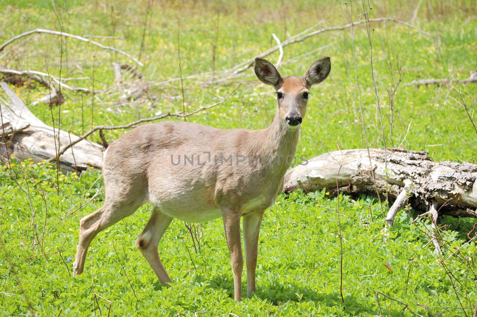 Pregnant Whitetail Deer Doe by brm1949