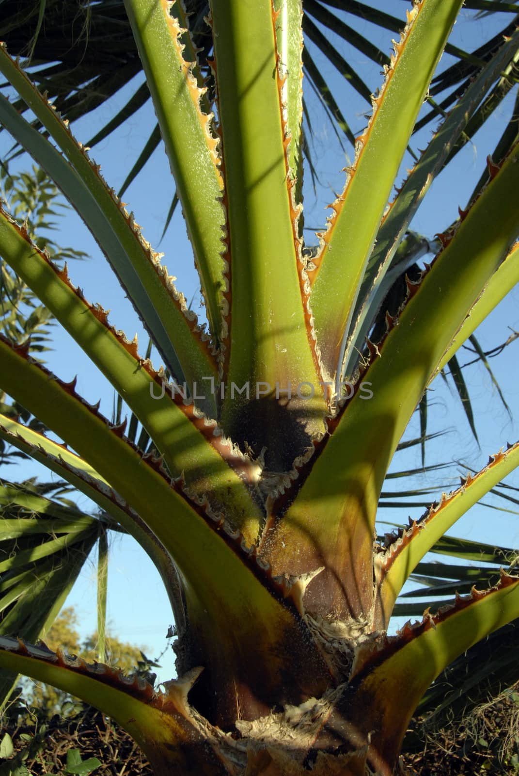 A Palm Tree Bark showing the pattern of stems