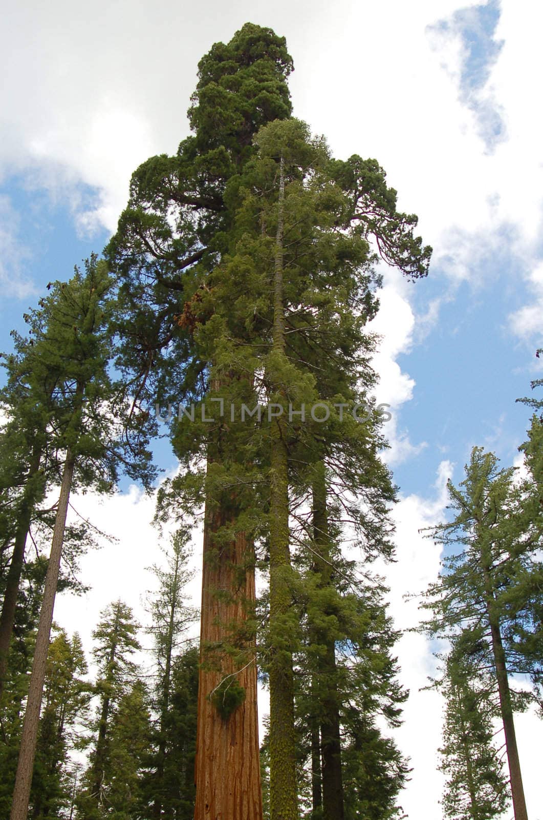 tall green sequoia trees in kings canyon national park california