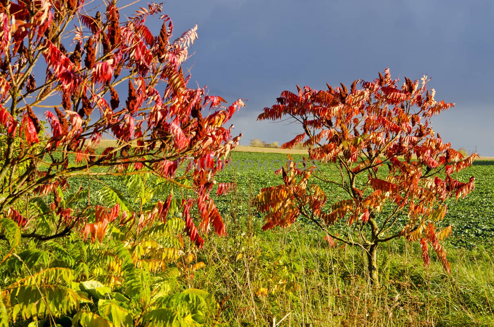 Couple trees with red leaves. by sauletas