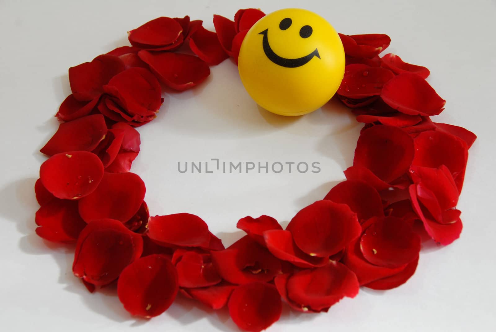 valentine rose flower petals and smile