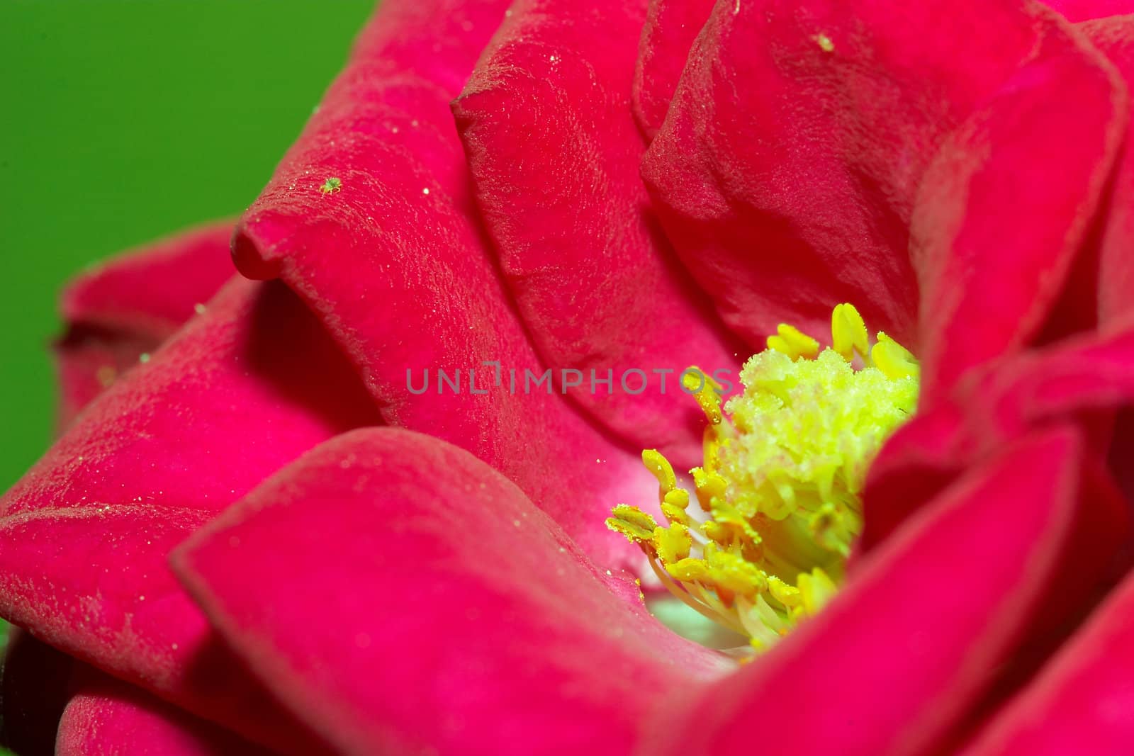 Composition of a little pompon over a green background