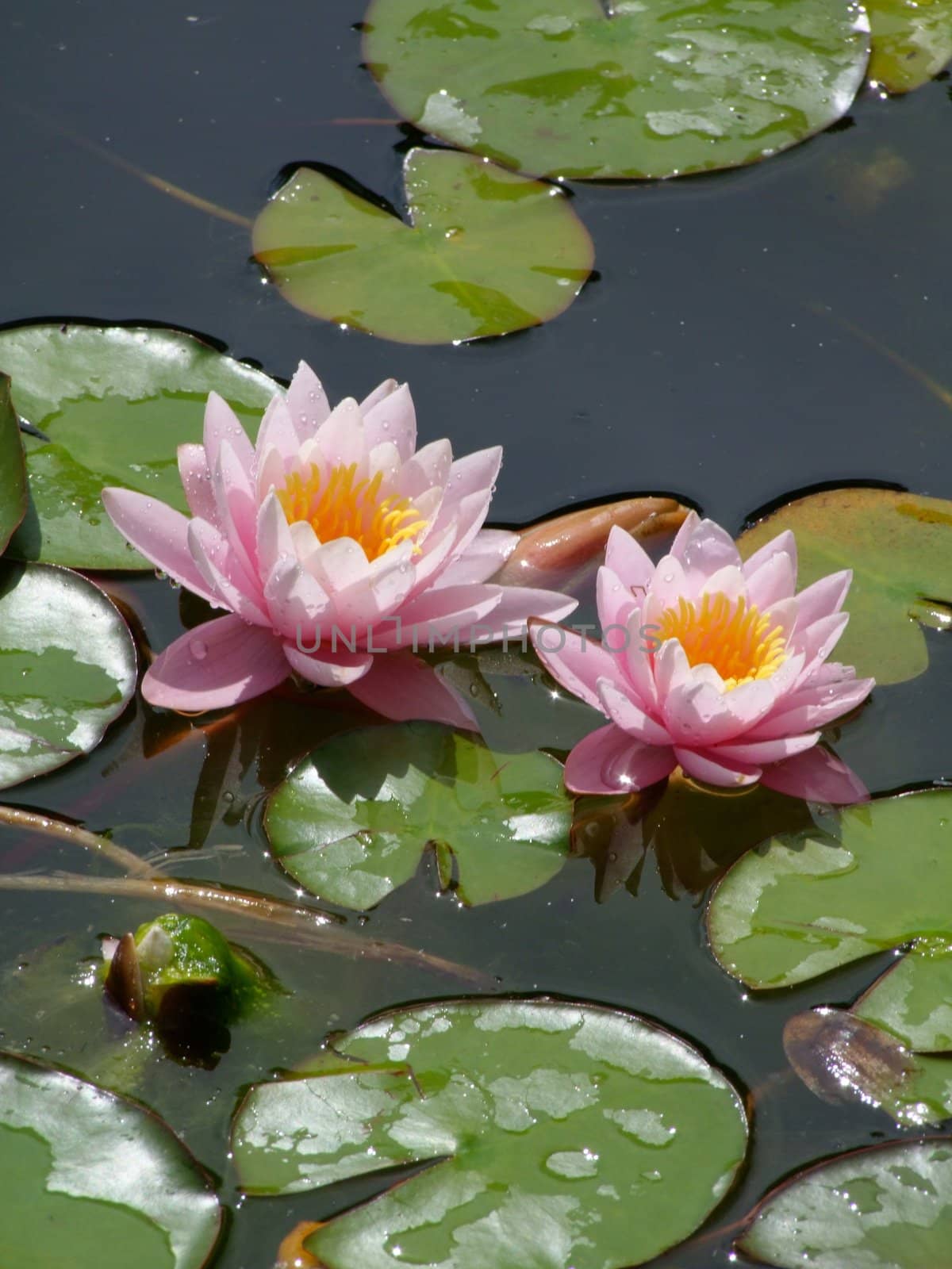 Beautiful Waterlily on pound in park