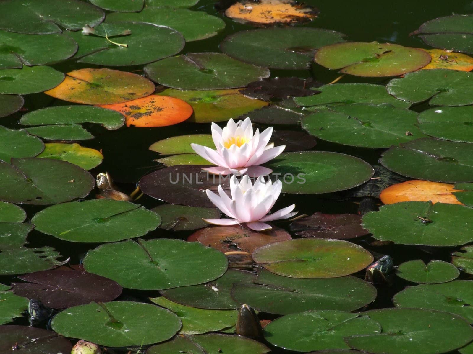 Waterlily flower by atlas