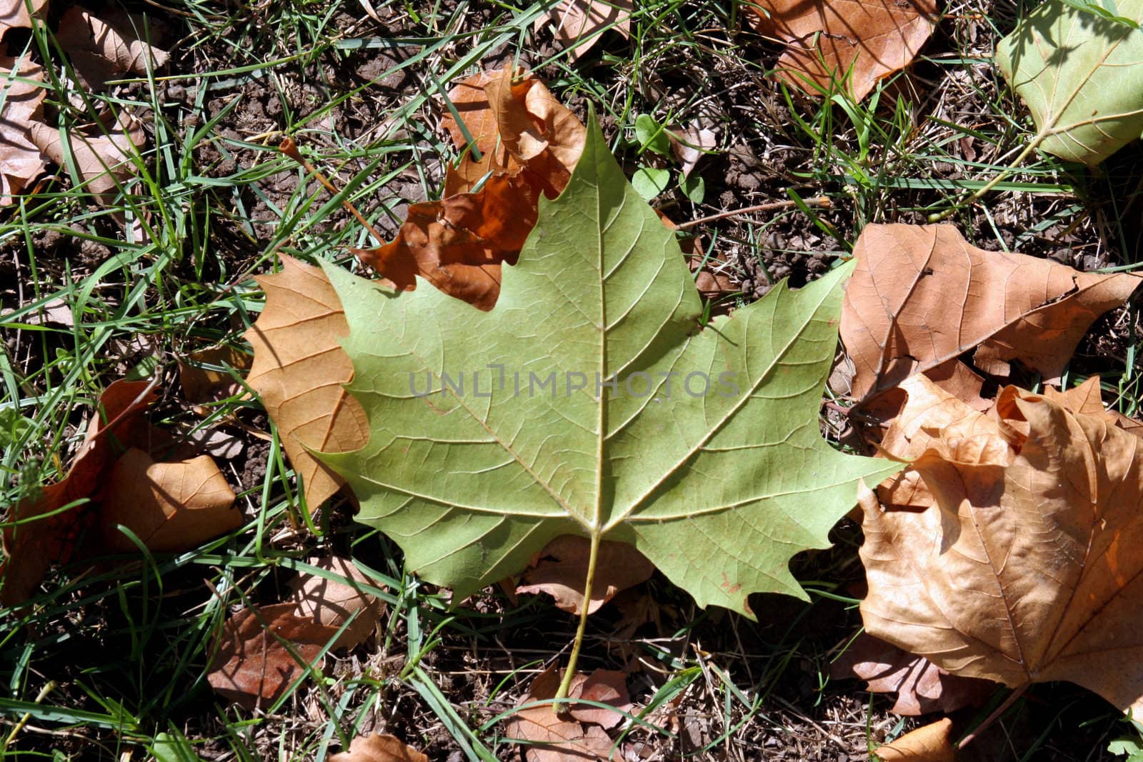 Autumn leaf by atlas