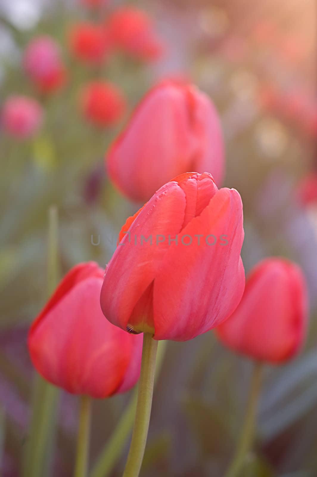 Tulips under sunset light by Angel_a