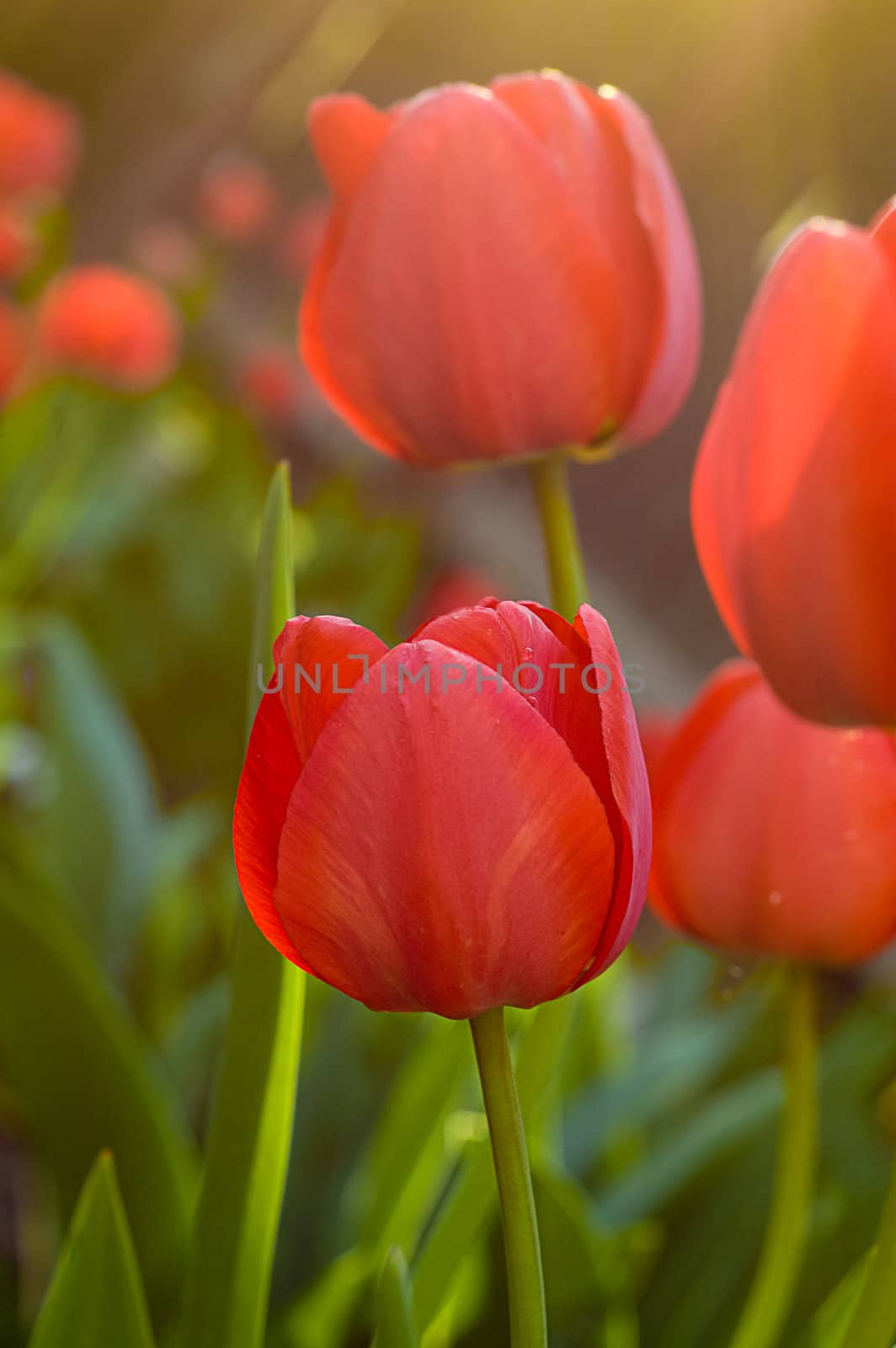 Sunlit red tulips by Angel_a