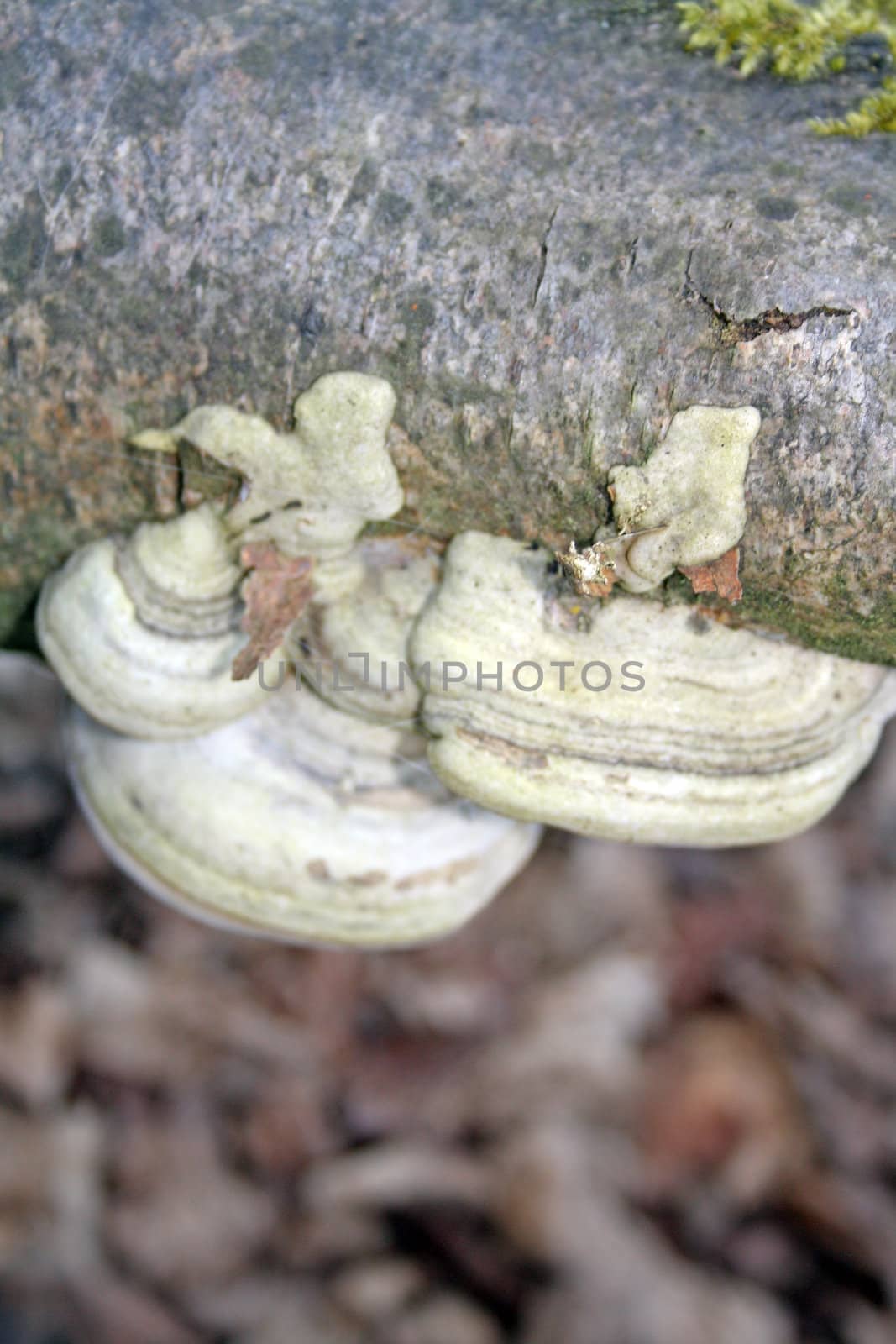 tree fungus