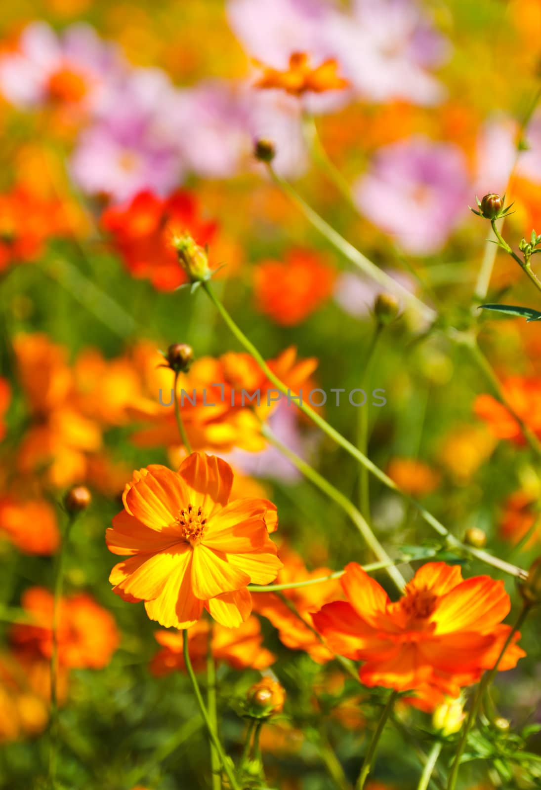 Blooming cosmos flower