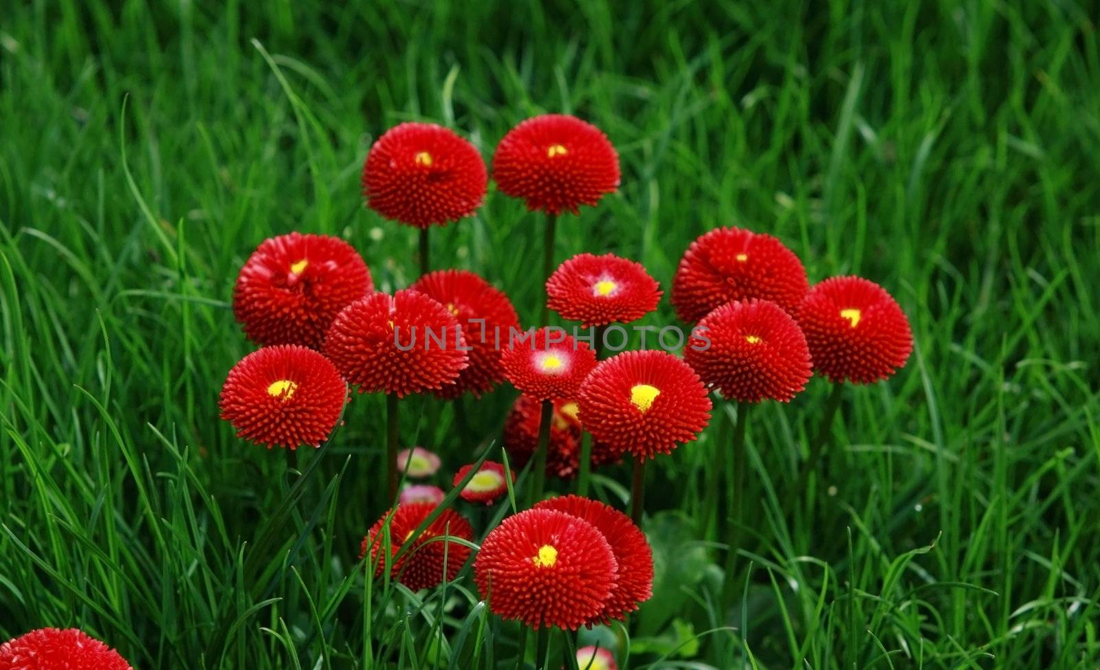 bright red flowers in juicy green grass