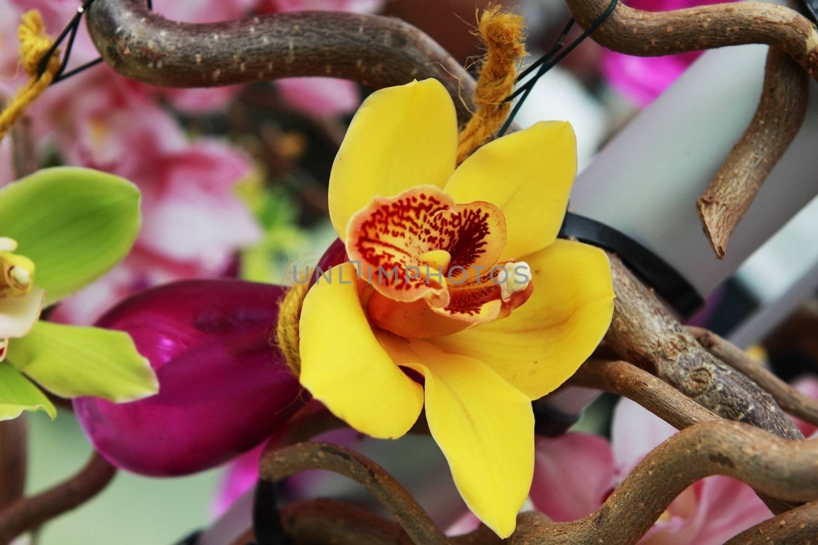 yellow orchid flower in purple vase on the tree