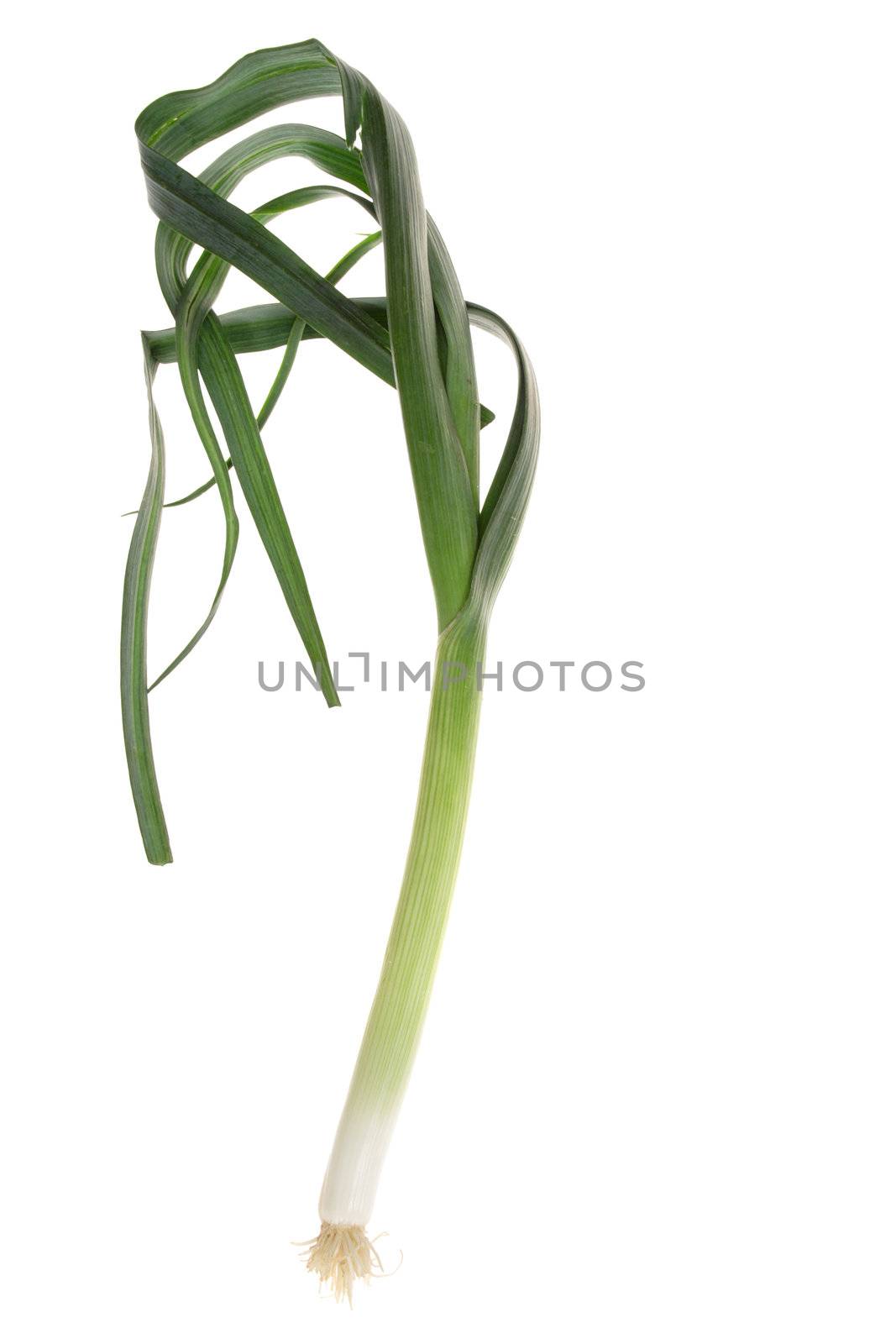 green leek photo on the white background