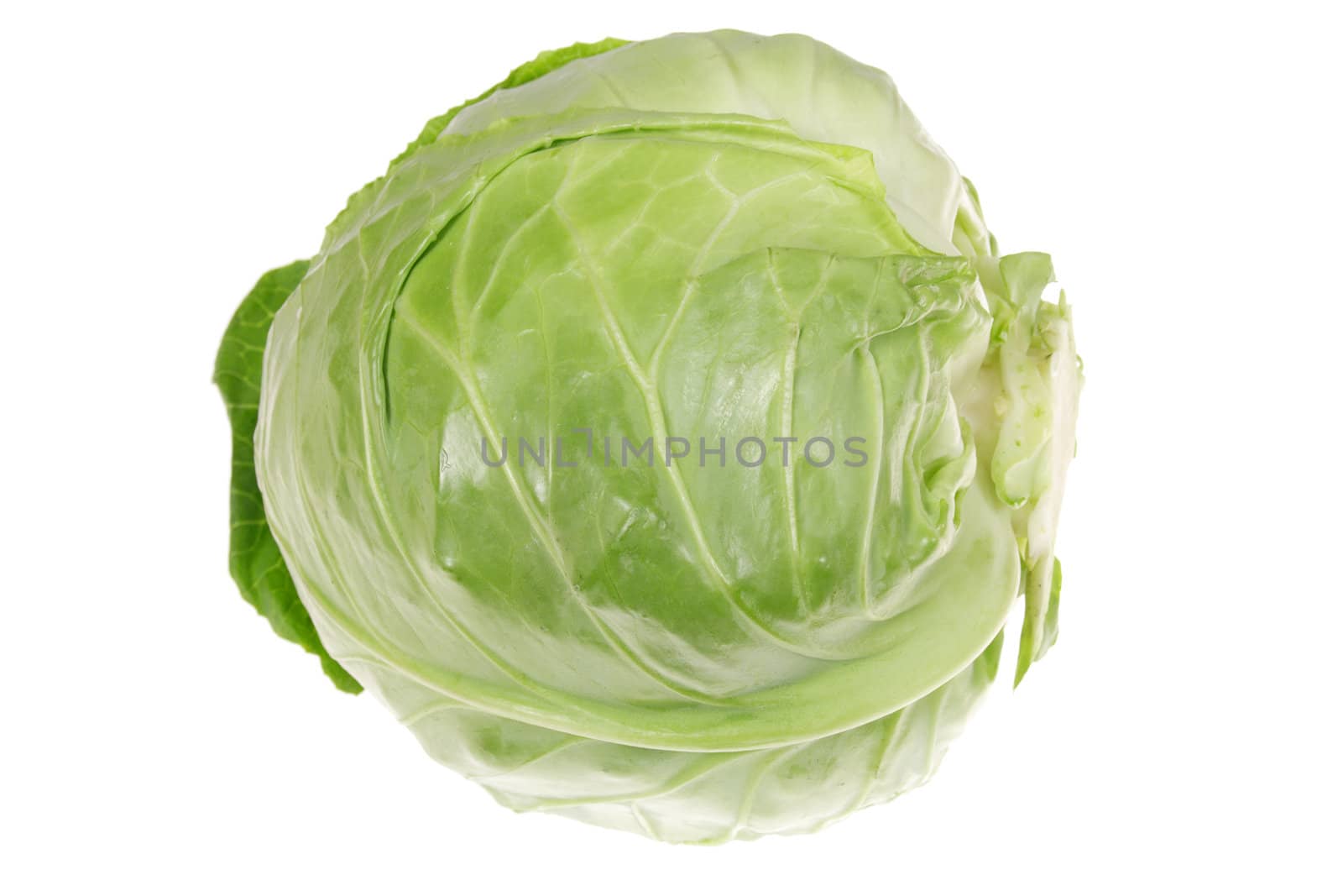 Green cabbage isolated on the white background