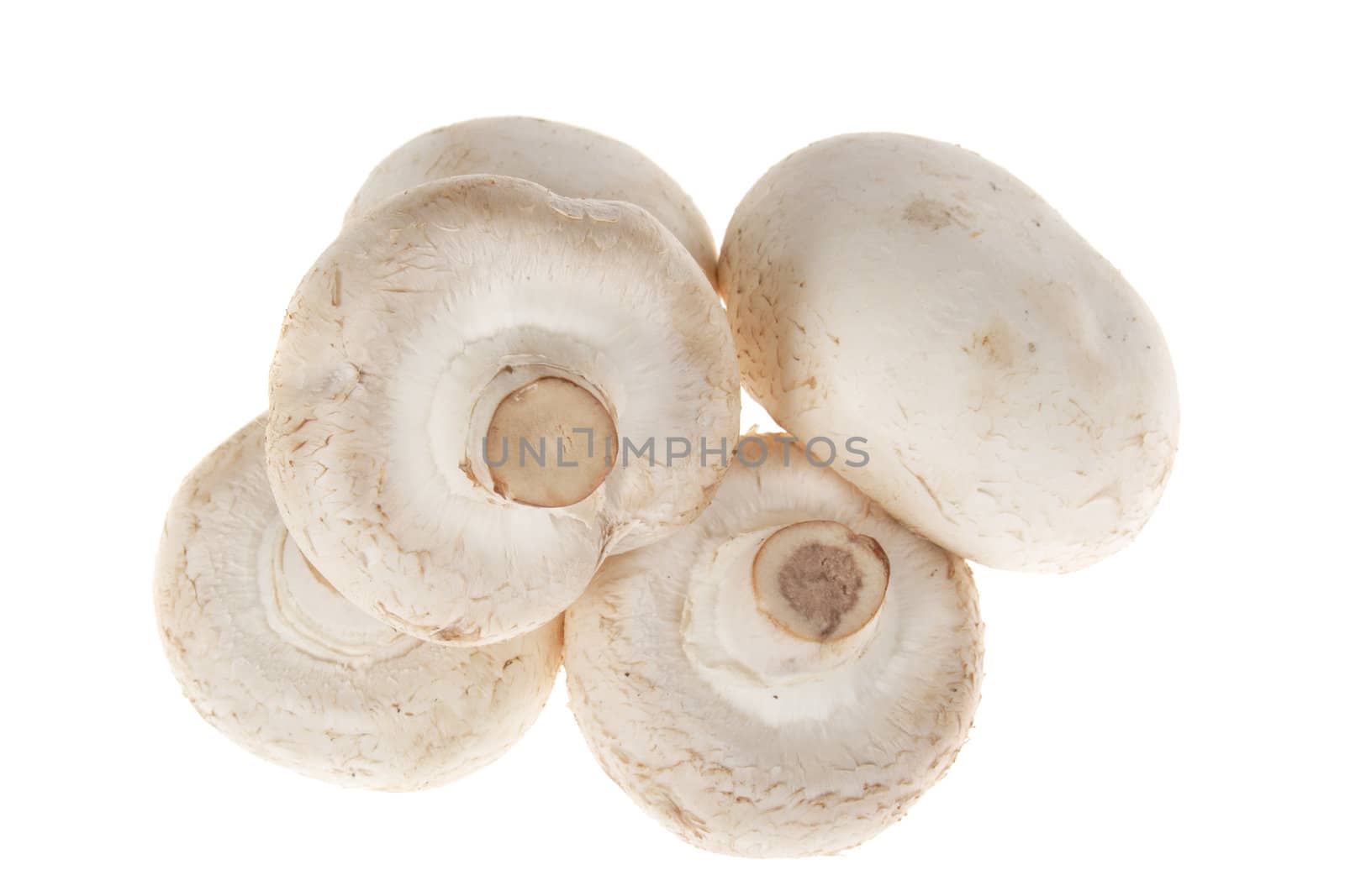 Button mushrooms photo on the white background