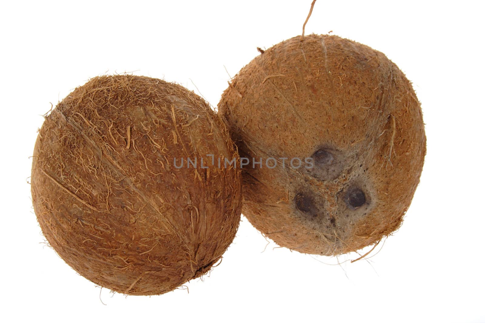 two coconut photo on the white background