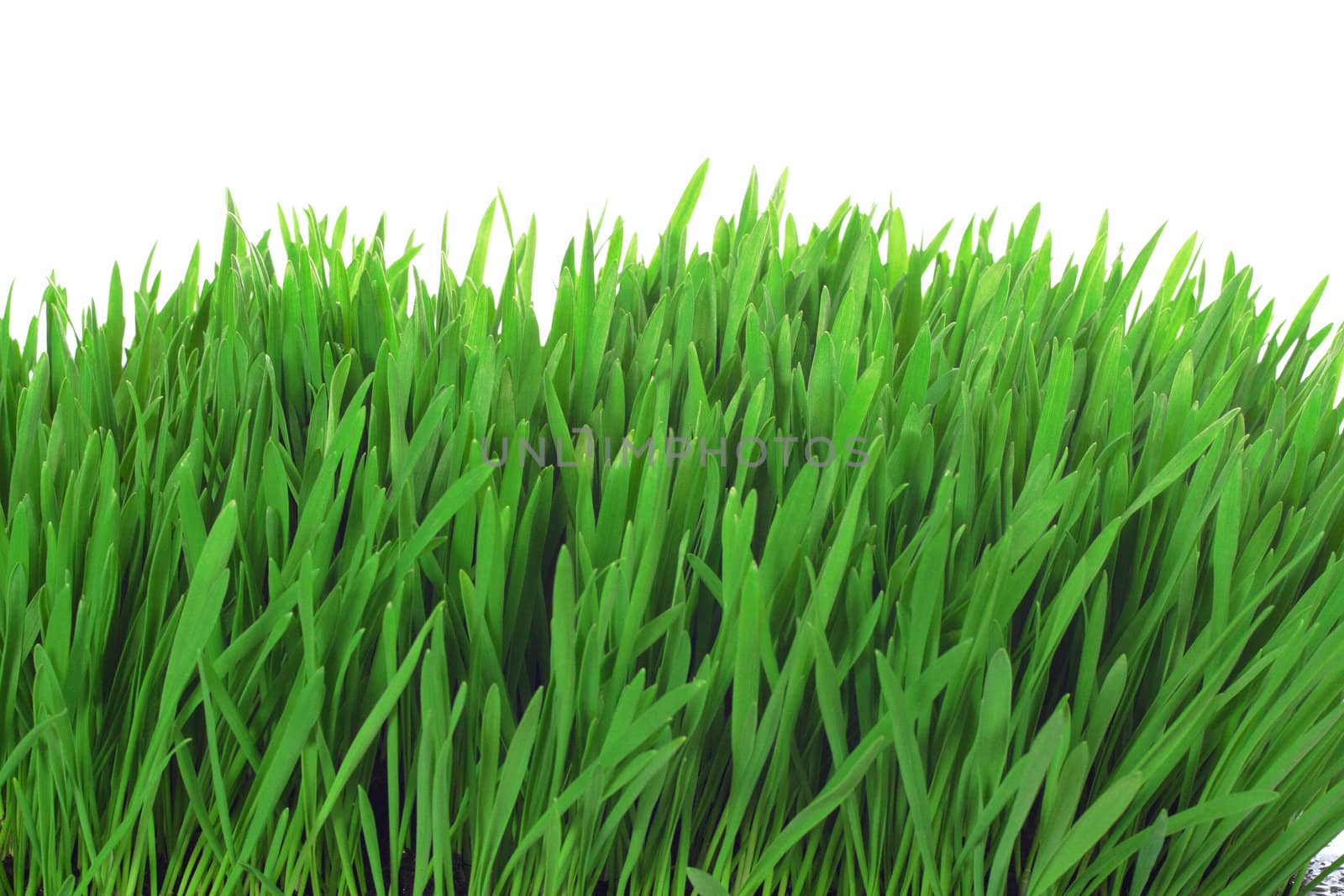 grass isolated photo on the white background