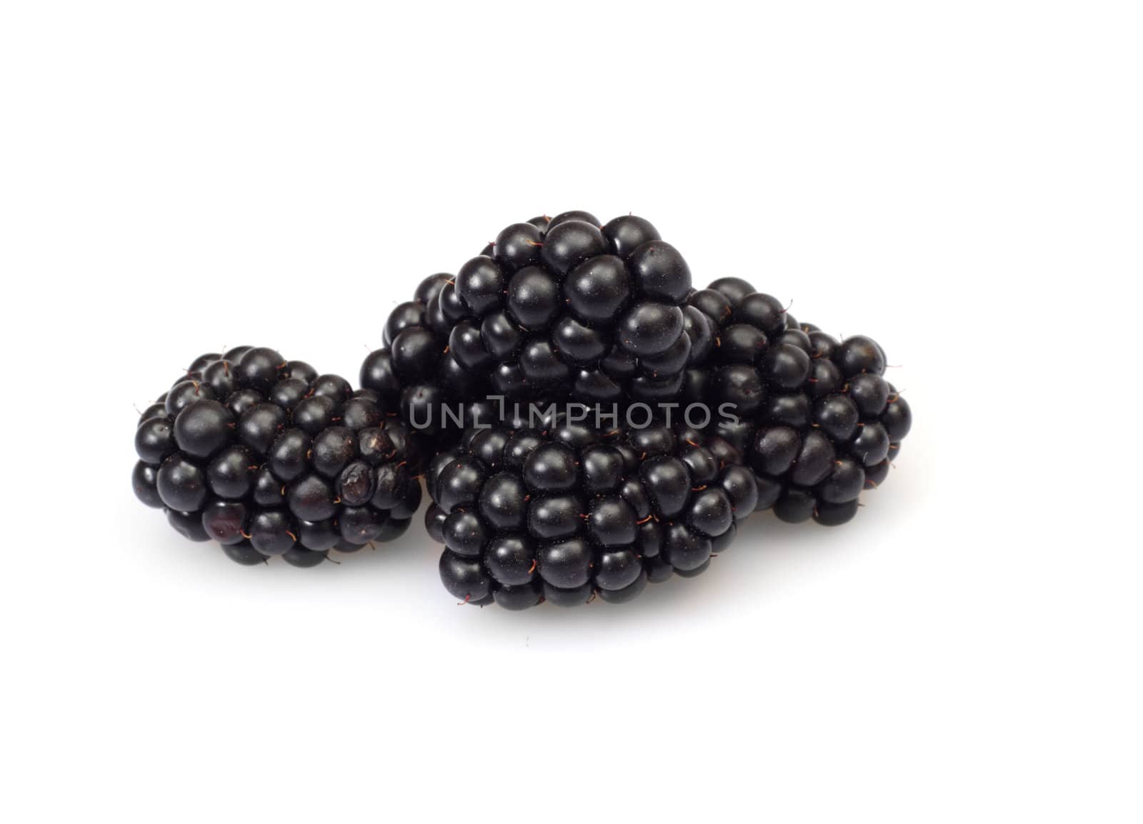 fresh blackberry, photo on the white background