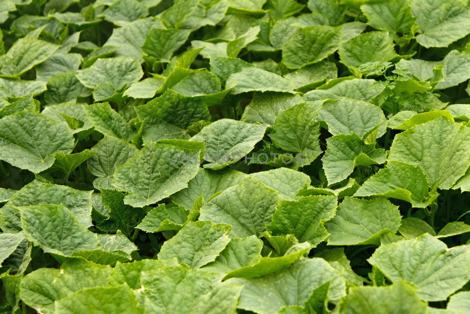 Continuous surface of the young green cucumber plants. Seedlings before planting in soil