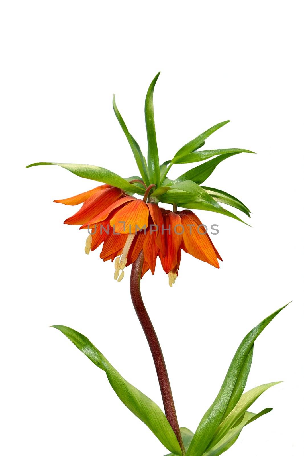 Spring orange flower isolated on the white background. Common name of plant is Crown Imperial Lily, latin name - Frittilaria imperialis