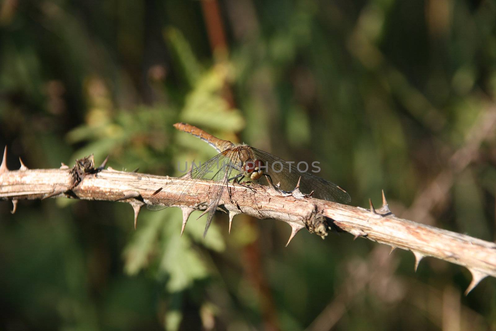 Ruddy Darter (Sympetrum sanguineum) - female on a branch - Portrait