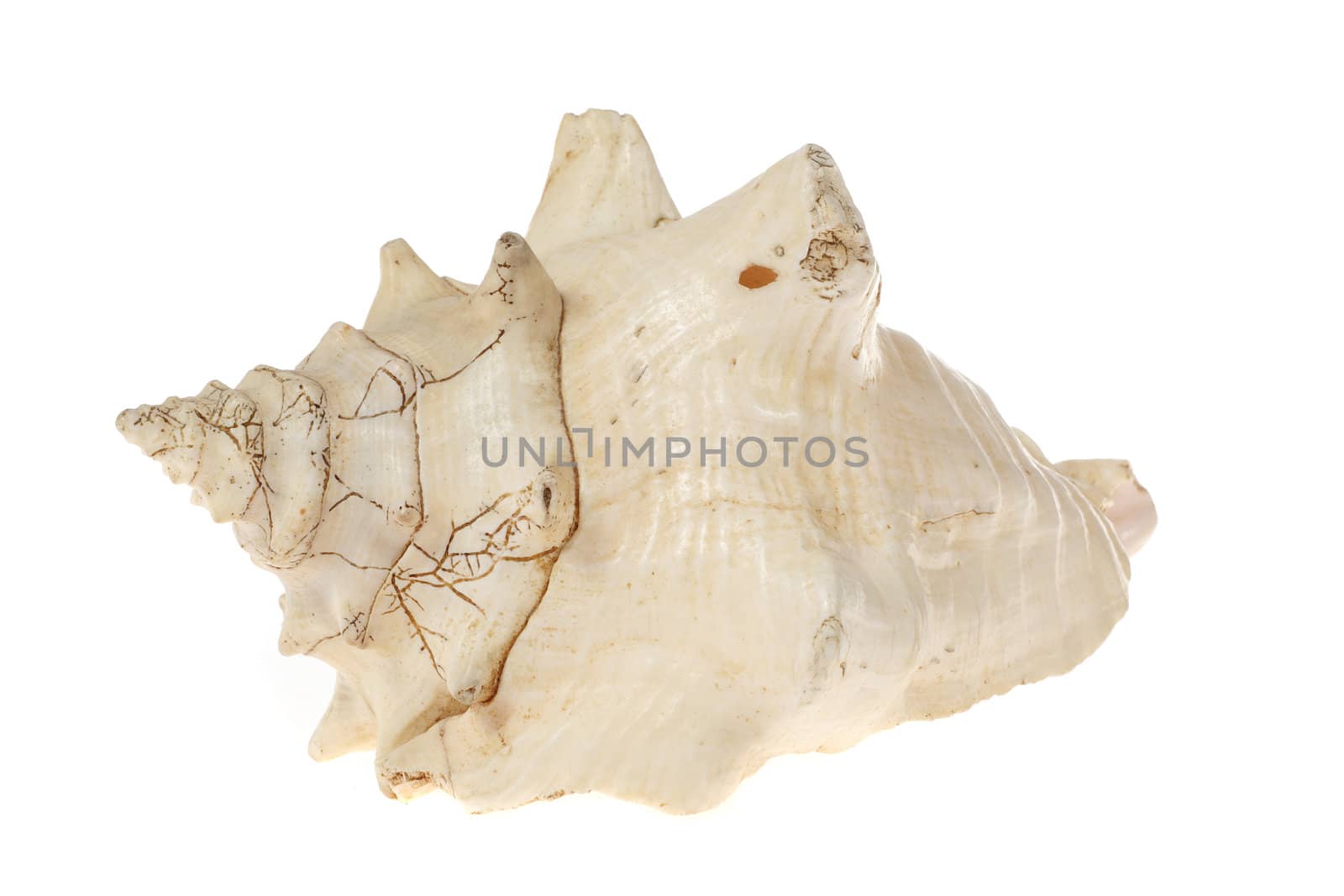 one shell photo on the white background