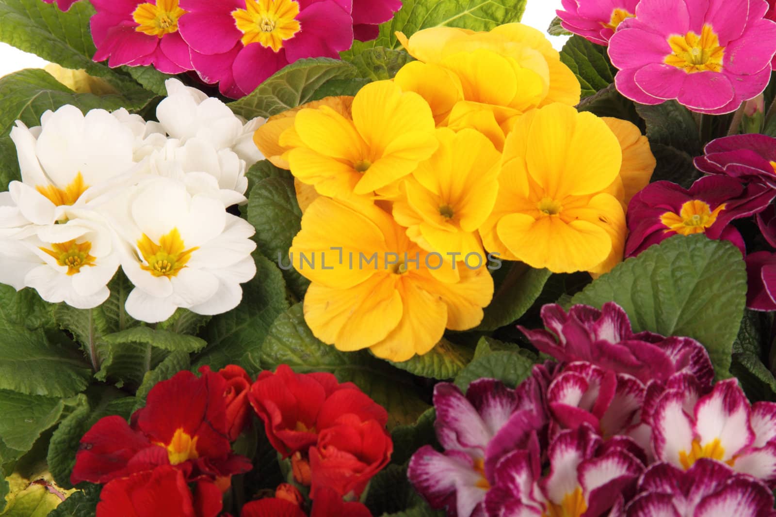 colourful primroses' large group, spring flower