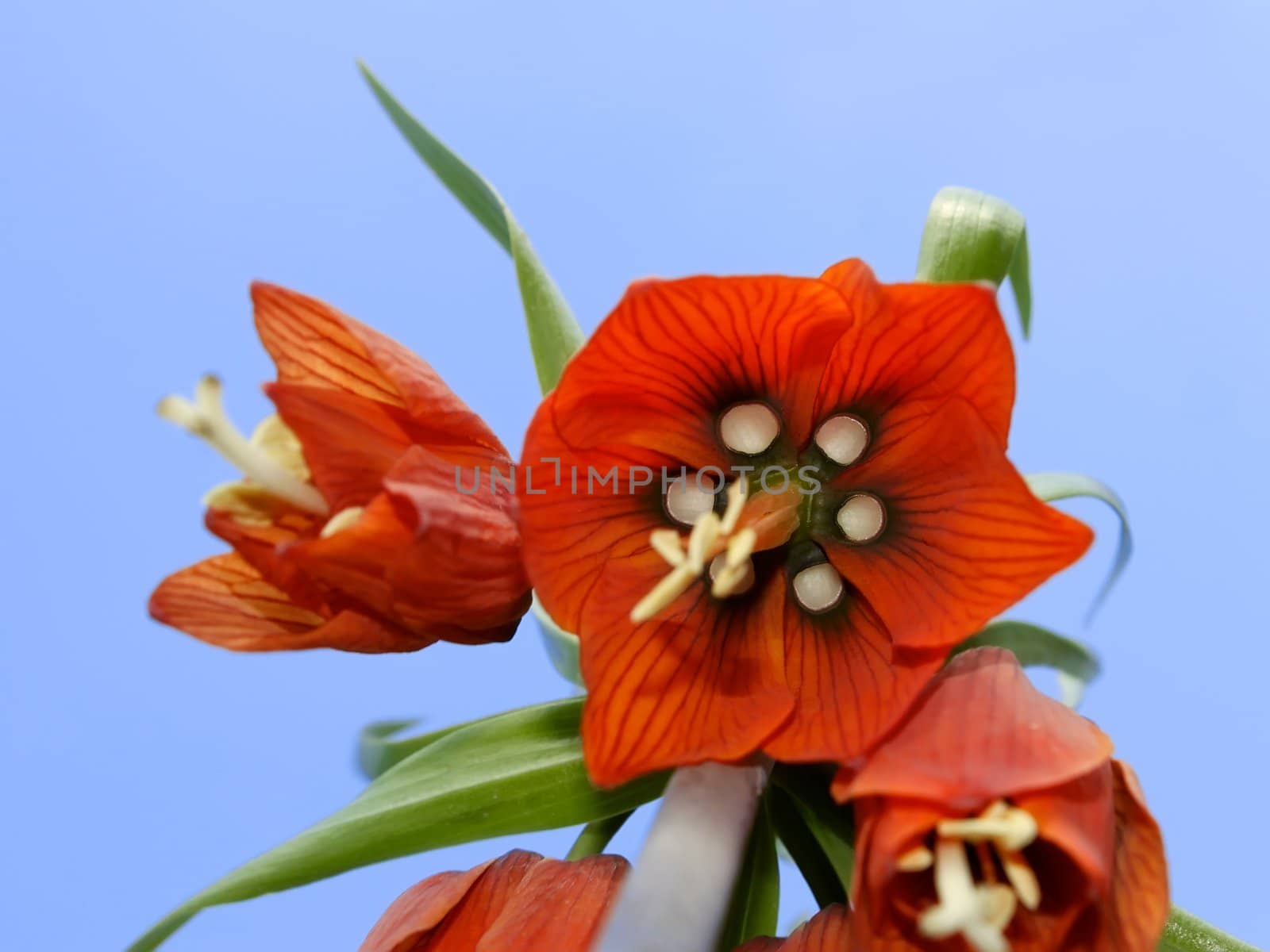 Spring orange flower on the background of blue sky. View from below. Common name of plant is Crown Imperial Lily, latin name - Frittilaria imperialis