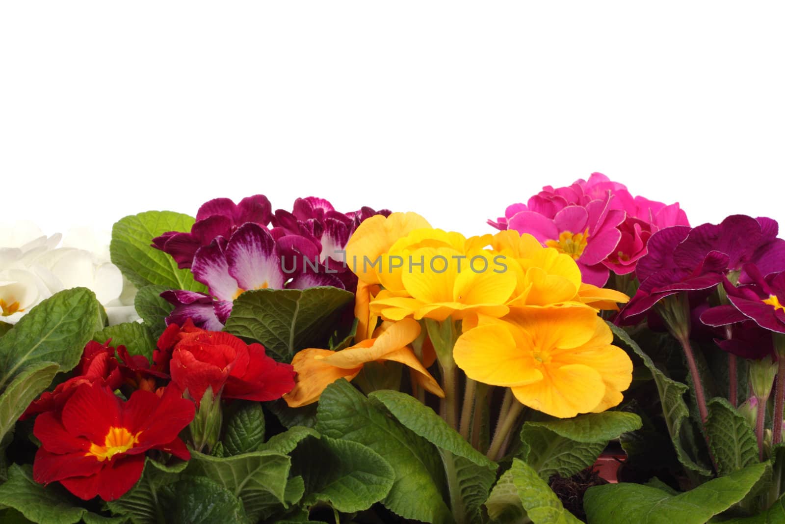 colourful primroses' large group spring flower