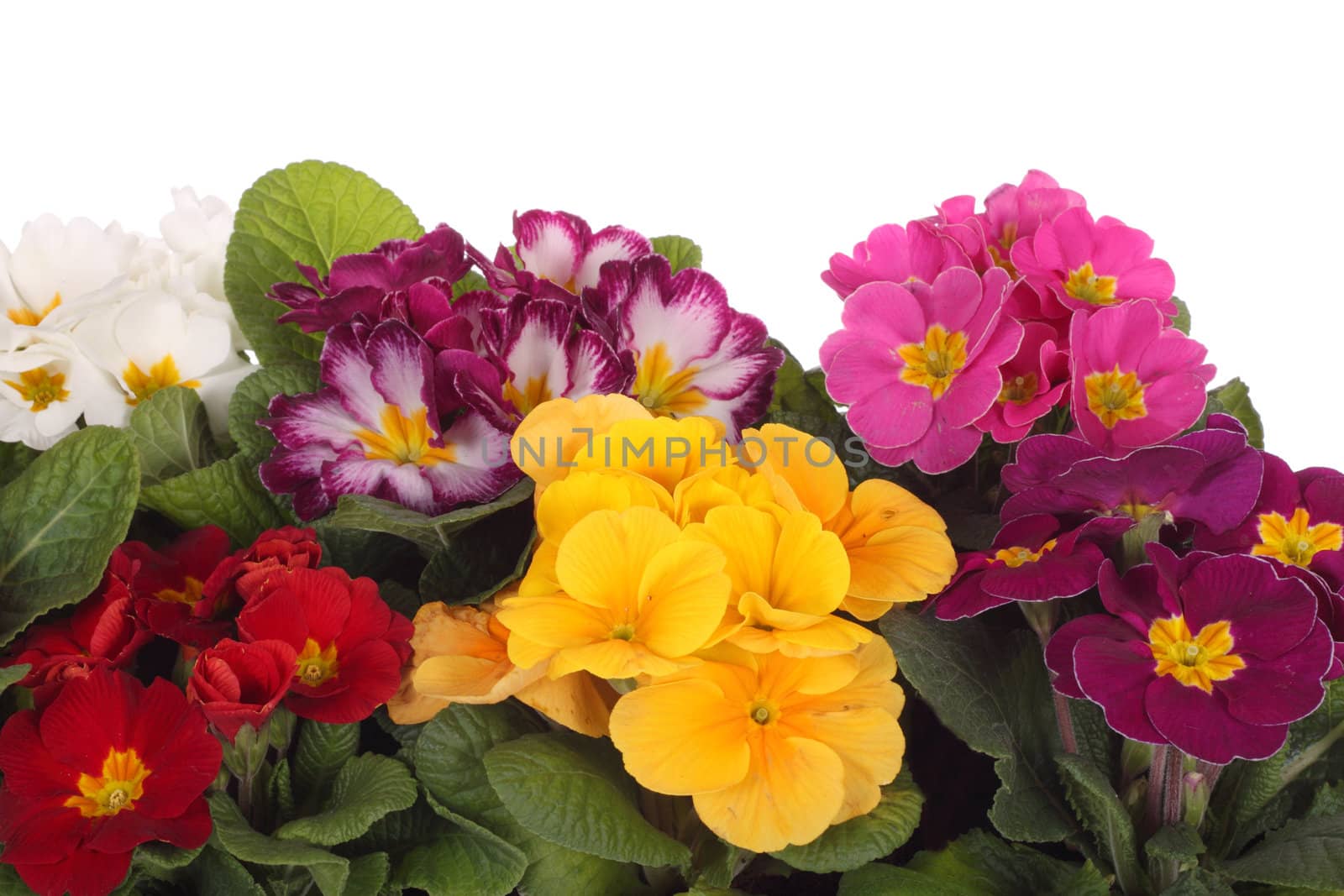 colourful primroses' large group spring flower