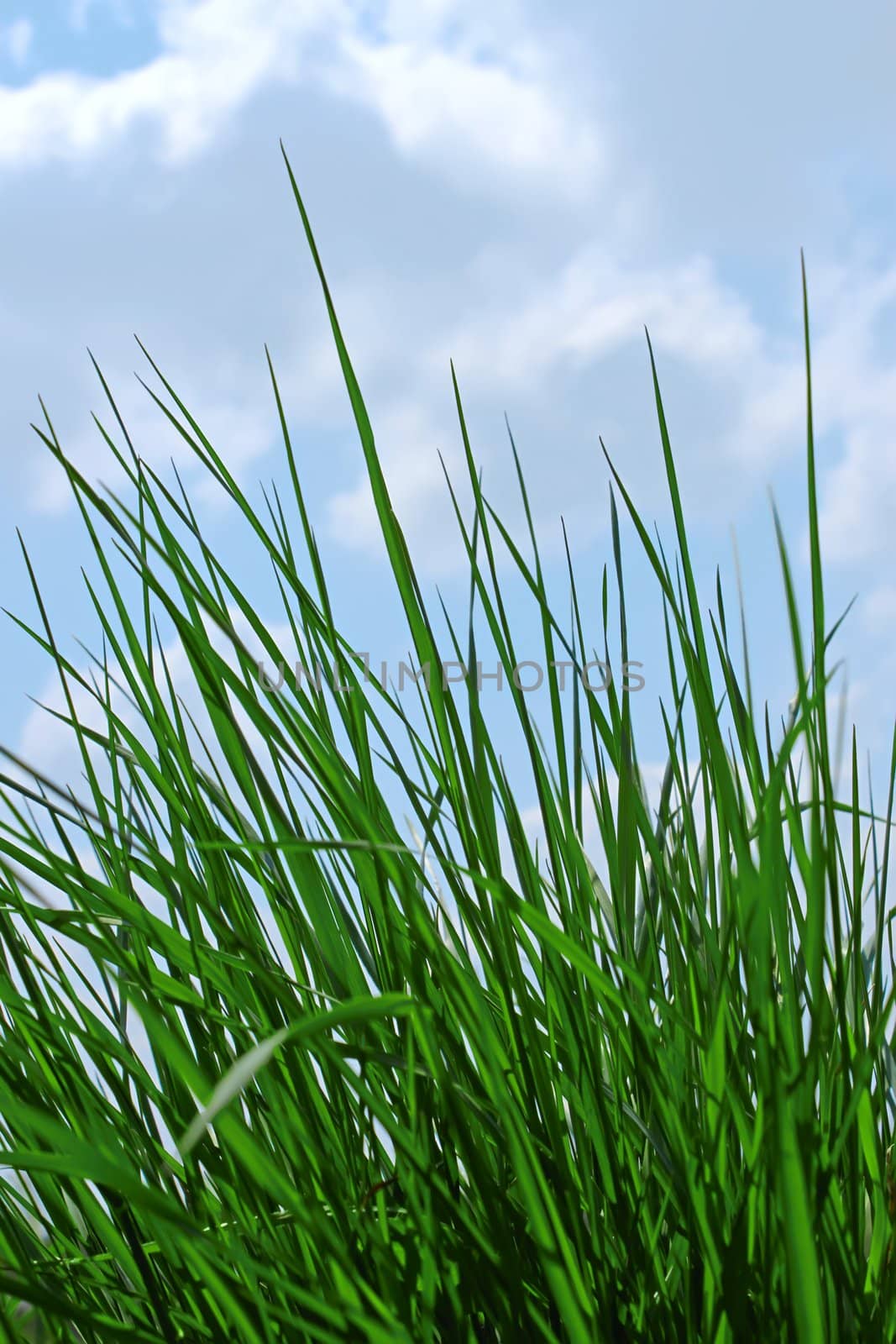 Young green grass on the background of blue sky with clouds