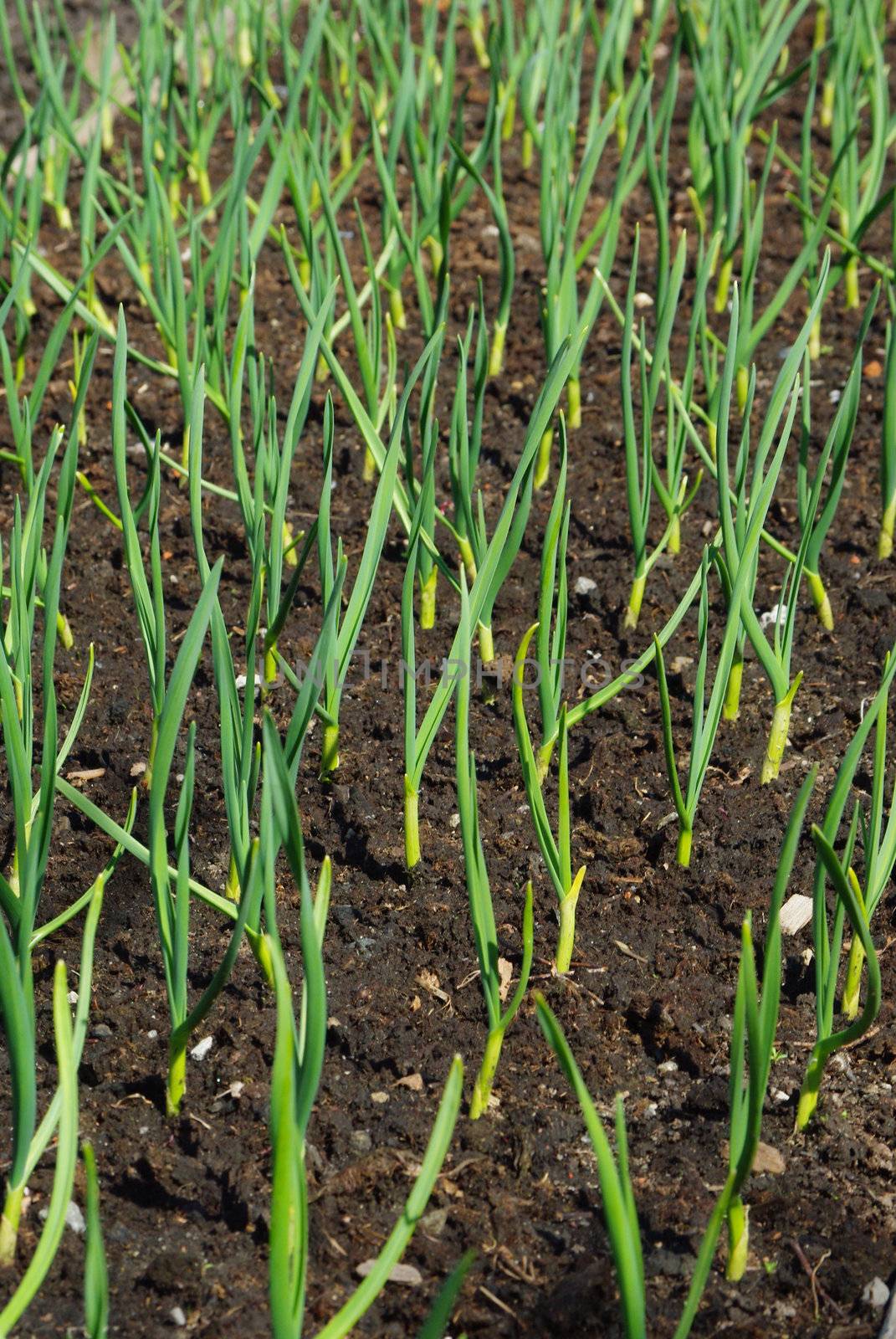 Rows of garlic plants seedlings in spring garden bed