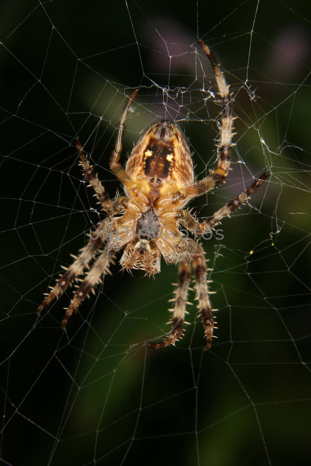 European garden spider (Araneus diadematus) in their Net