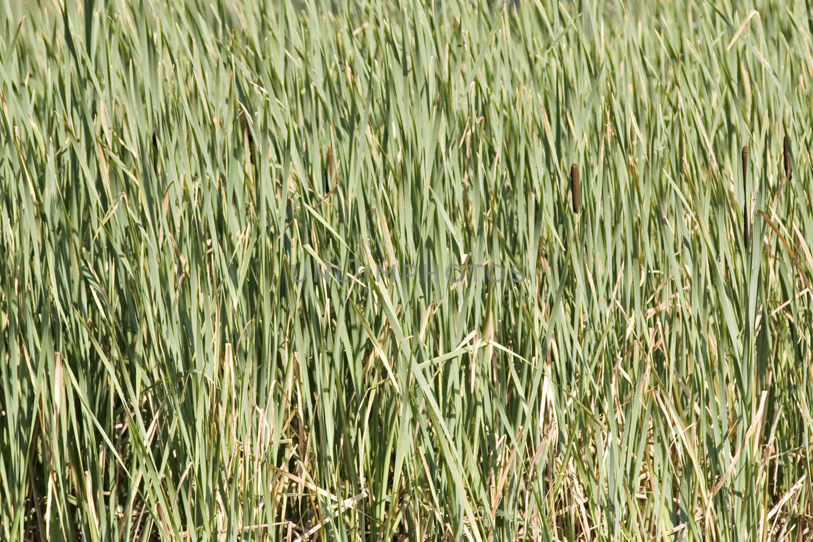 green reed-belt by STphotography