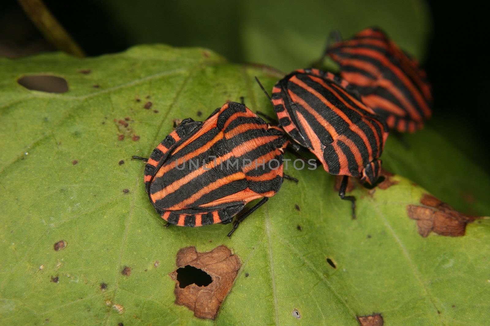 Strip bugs (Graphosoma lineatum) by tdietrich