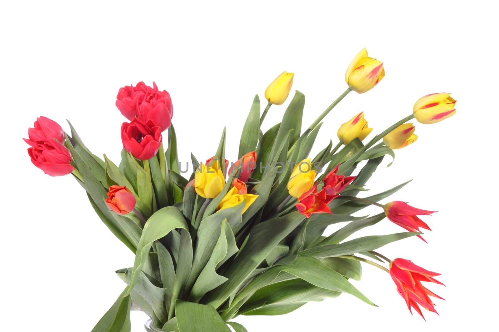 bouquet of fresh tulips on the white background