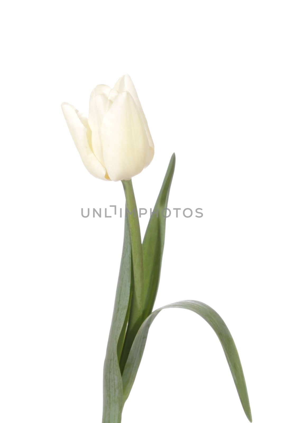 white tulip, photo on the white background 