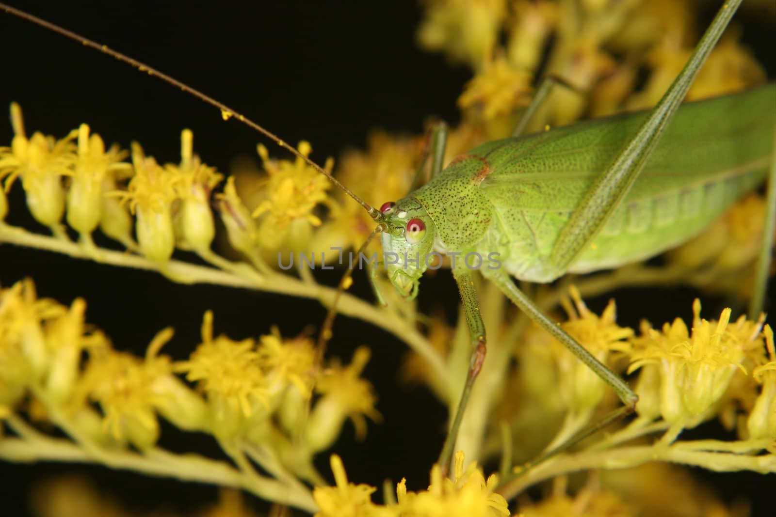 Bush cricket (Phaneroptera falcata) on a flower