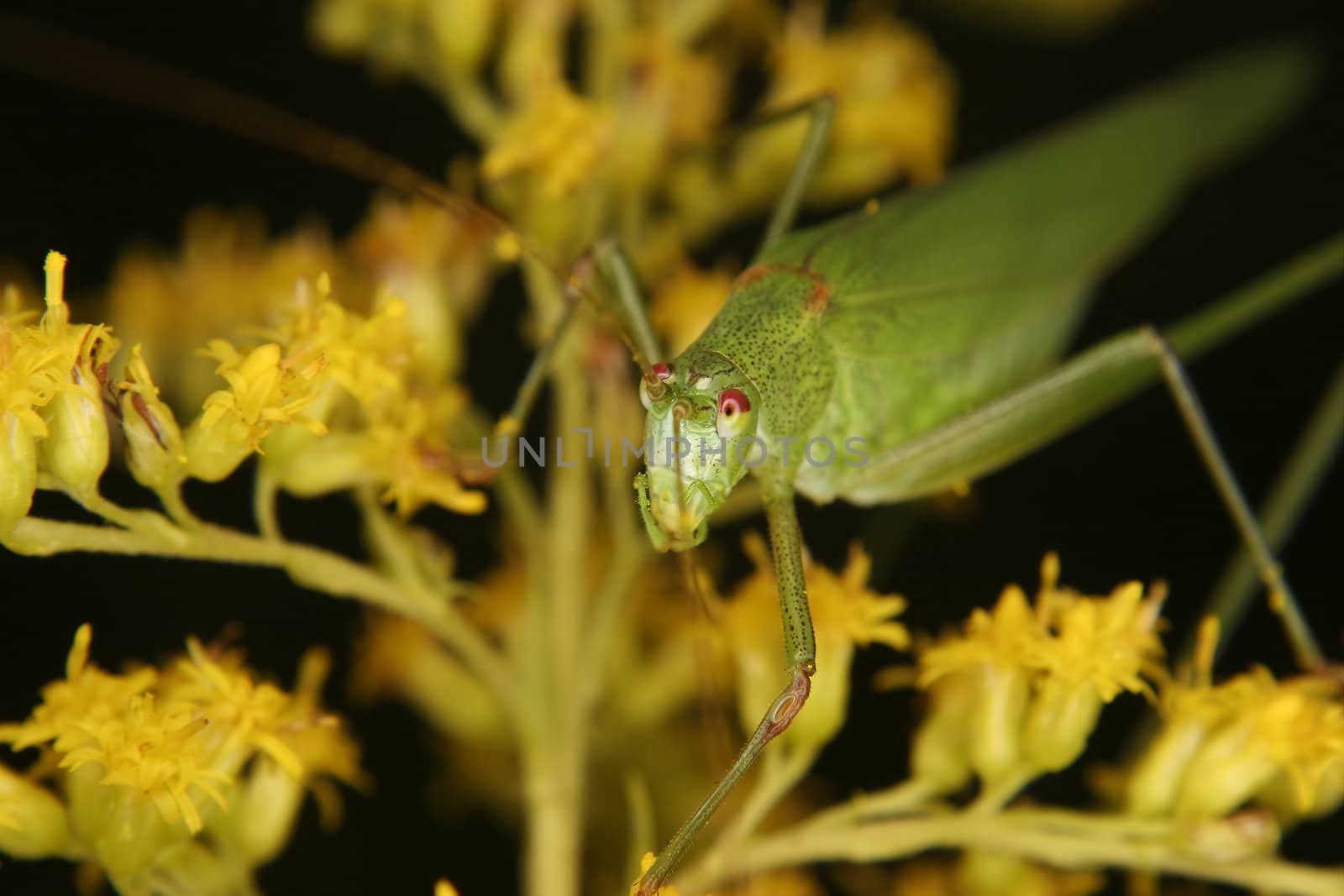 Bush cricket (Phaneroptera falcata) by tdietrich