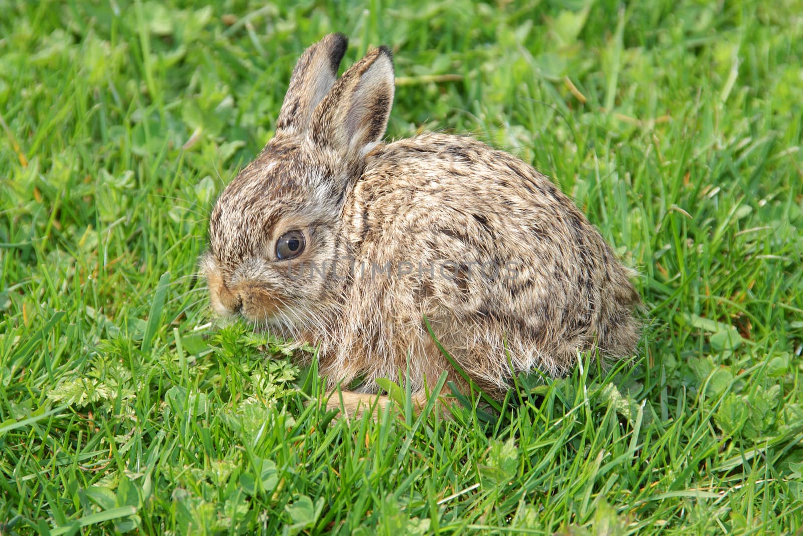 Little hare sitting in the green grass 