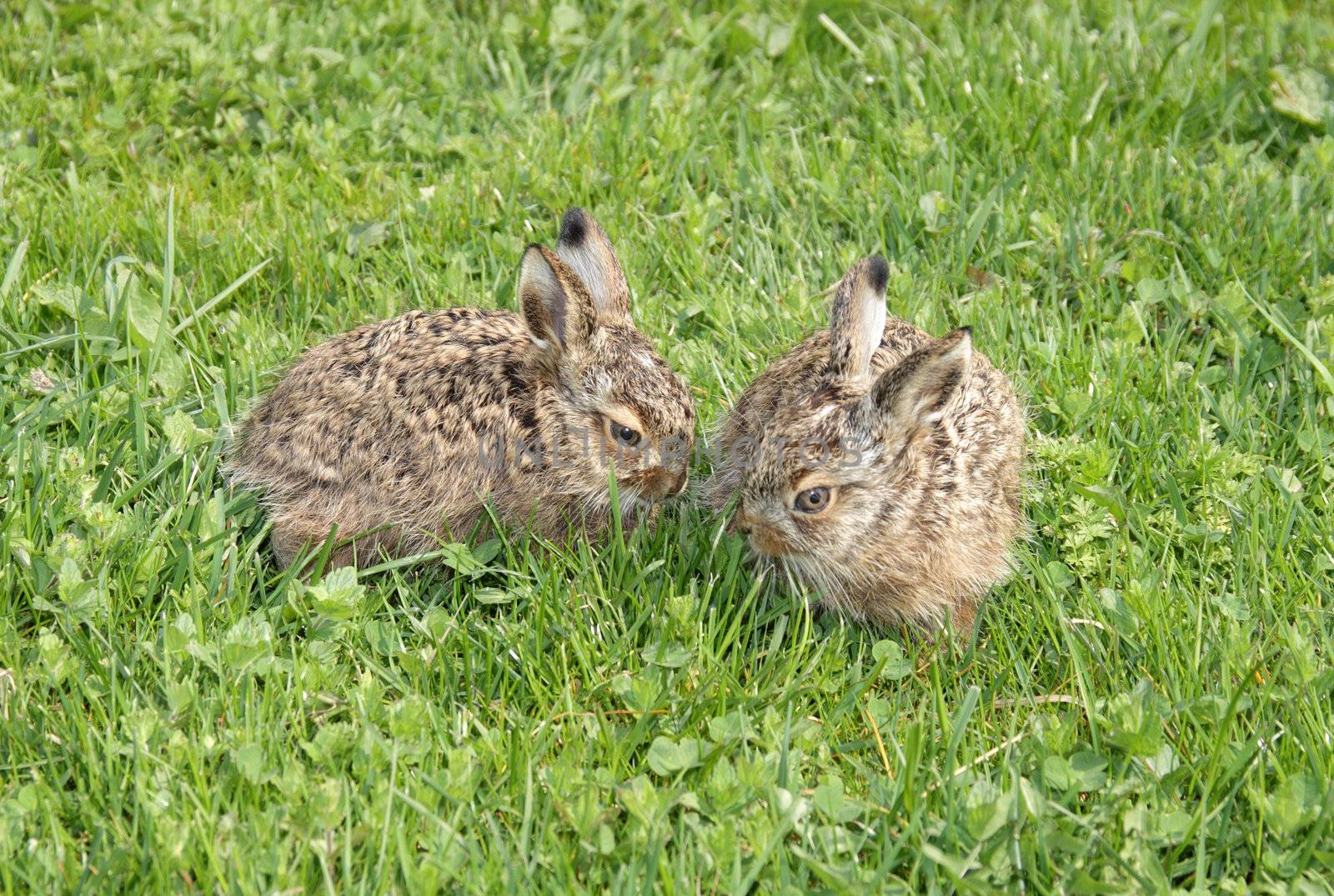 two little hares on the green grass