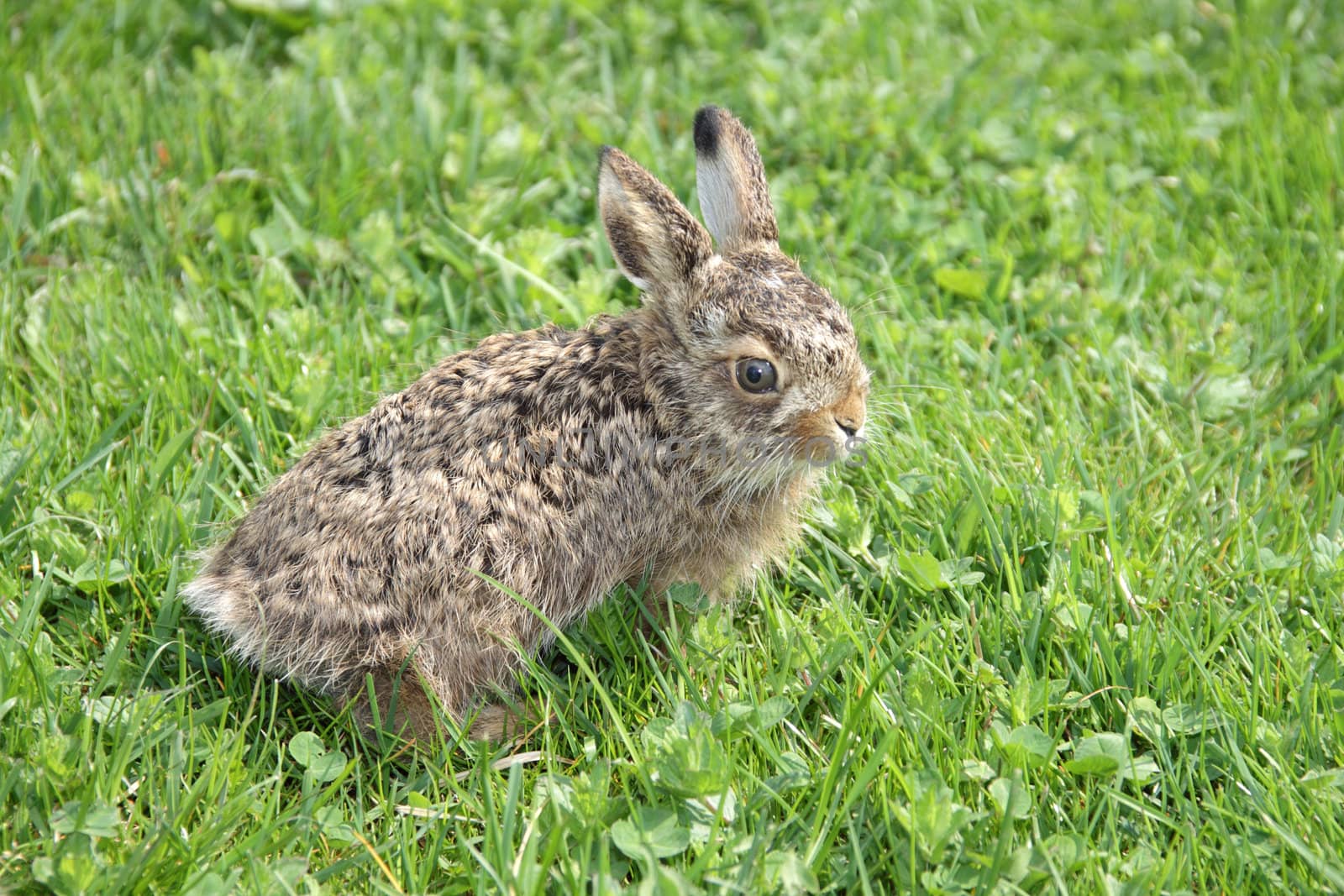 Small little hare sitting in the green grass