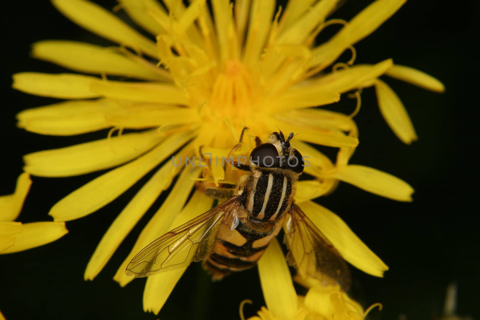 European hoverfly (Helophilus trivittatus) on a flower